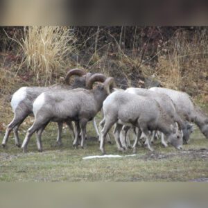 The Country - Ford Creek Outfitters - Montana