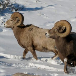 The Country - Ford Creek Outfitters - Montana