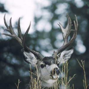 Deer Hunting - Ford Creek Outfitters - Montana