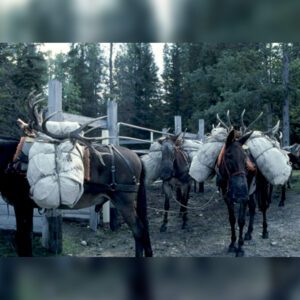 Elk Hunting - Ford Creek Outfitters - Montana