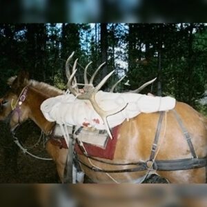 Elk Hunting - Ford Creek Outfitters - Montana