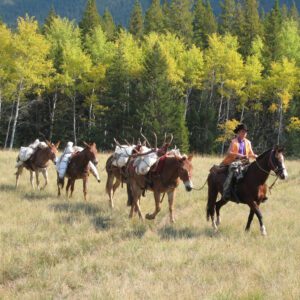 Elk Hunting - Ford Creek Outfitters - Montana