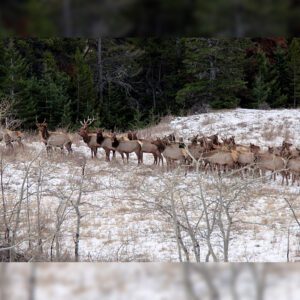 Elk Hunting - Ford Creek Outfitters - Montana