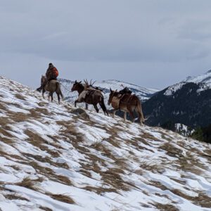 Elk Hunting - Ford Creek Outfitters - Montana