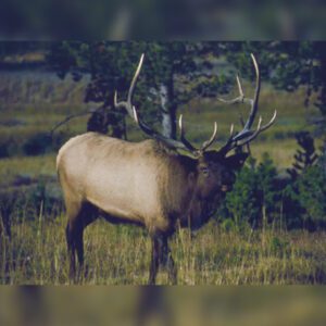 Elk Hunting - Ford Creek Outfitters - Montana