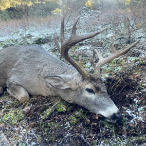 Deer Hunting - Ford Creek Outfitters - Montana