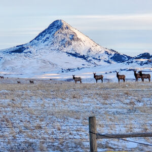 Elk Hunting - Ford Creek Outfitters - Montana