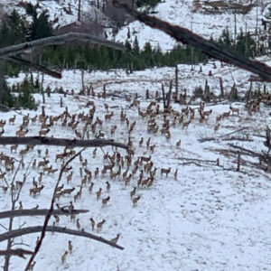 Elk Hunting - Ford Creek Outfitters - Montana